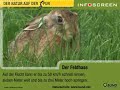 Der Feldhase (Lepus europaeus)
