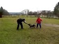 HARFA Demin dvor -baiting training