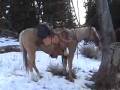 videos de JNDS INVESTIN A DREAM - AQHA APHA All Around Palomino Gelding - Part 1 of 3