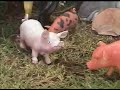 REBELI�N DE LA GRANJA