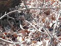 Snakes mating (1)
