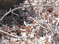 Snakes mating (1)