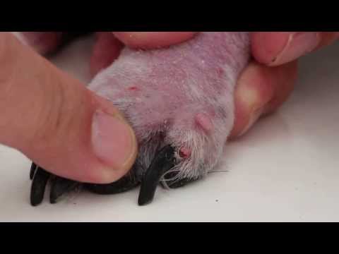 how to cure shih tzu ear infection