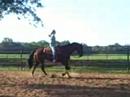 Shy Southern Leaguer - Western/ Horsemanship