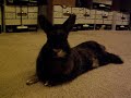 Petting Rex while he is plopped out.