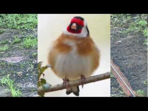 karderines - 