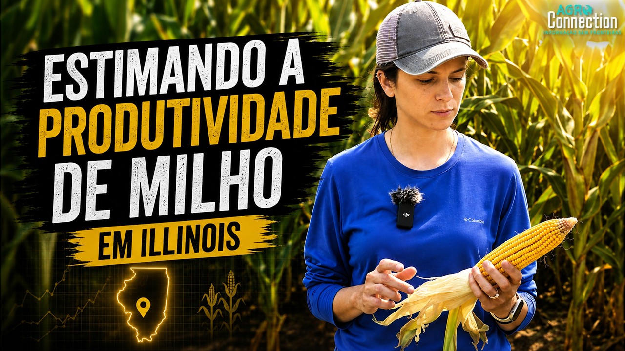 Safra Soja e Milho EUA 2026 - 24 de Agosto - como está o milho de Illinois?
