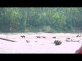 Capibara, Rata de Agua Capibara, Rata de Agua