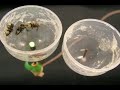 Firefly Flashing: What\