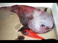 animales sorprendentes