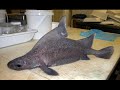 animales sorprendentes