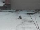 The Sharp-shinned Hawk and the Dove