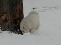 samojed