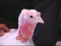 videos de Emily's Garden 