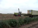 Claas Jaquar 870 Speedstar van Loonbedrijf Van Spijkeren in de maisoogst 2008