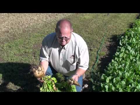 how to grow sugar beets