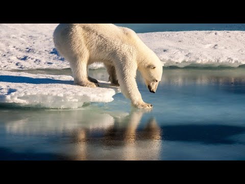 Diese Tierarten sind bedroht: Erstes Massensterben seit dem Verschwinden der Dinosaurier