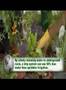 BI4SP: Grow: Xeriscape