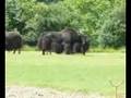 Whipsnade Zoo Part 1 of 2