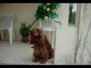 minha-princesa-em-you-are-so-beautiful-joe-cocker.html