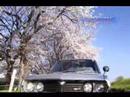 ルーチェと桜　LUCE RX-4 & Sakura