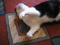 Playful Spinita with feathers (playful cat)