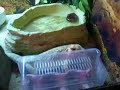 My beardies