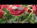 2014 Rose Parade Minute - "It's Sunny Every Day ...