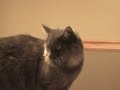 Kitty Pulp Fiction