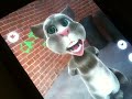 iPad vs iPhone 3gs using the Talking Tom Cat app. Tom becomes a monster after a while...