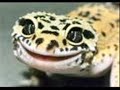 Leopard Gecko slideshow