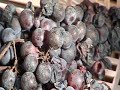 Agriturismo Le Sughere (holidays farm isola d'Elba)
