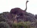 Ostrich Eating near the Cape of Good Hope