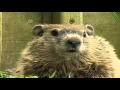 The Furry Chubsies or The Groundhog (original narration by Randall)