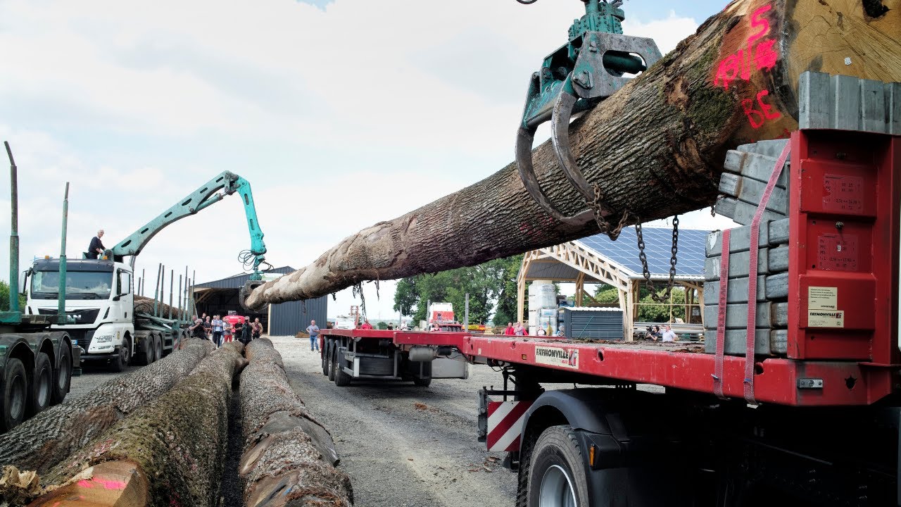  🌳 2/3 Transport et sciage des chênes d'exception pour Notre-Dame, suite d'une belle aventure humaine