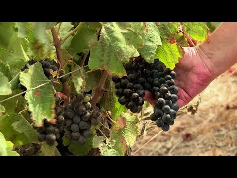 Jahrhundertdürre macht Südafrikas Winzern zu schaffen