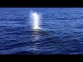 Humpback Whales in Maui, Hawaii 2012