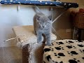 Rosie\