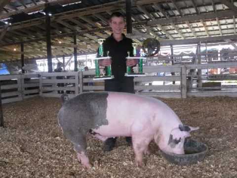 how to care for a 4-h pig