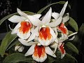 I Over Looked An Orchid I Over Looked An Orchid