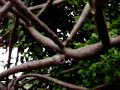 Wiccans & Trees: Dispelling Misinformation