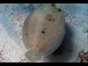 Mangel Alto Snorkeling Mangel Alto Snorkeling