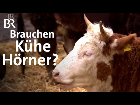Kühe mit Hörnern: Im Laufstall und mit Melkroboter | Un ...