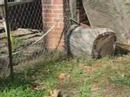 Anole Alley, S2-E3. Of Mice and Anoles. Anole Alley, S2-E3. Of Mice and Anoles.