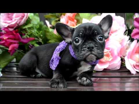 Monique AKC Black Female French Bulldog Puppy, atat, Dd
