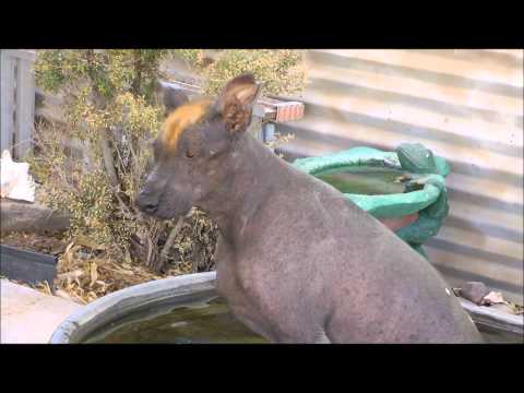 how to care for a xoloitzcuintli