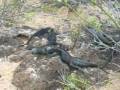videos de Omer Galapagos