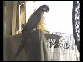 Cape Coral Talking Bird Stupid pet tricks Letterman Leno