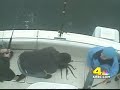 Big Humboldt Squid Caught Near California Coast Big Humboldt Squid Caught Near California Coast