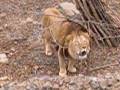 Lion roaring Nikolaev Zoo